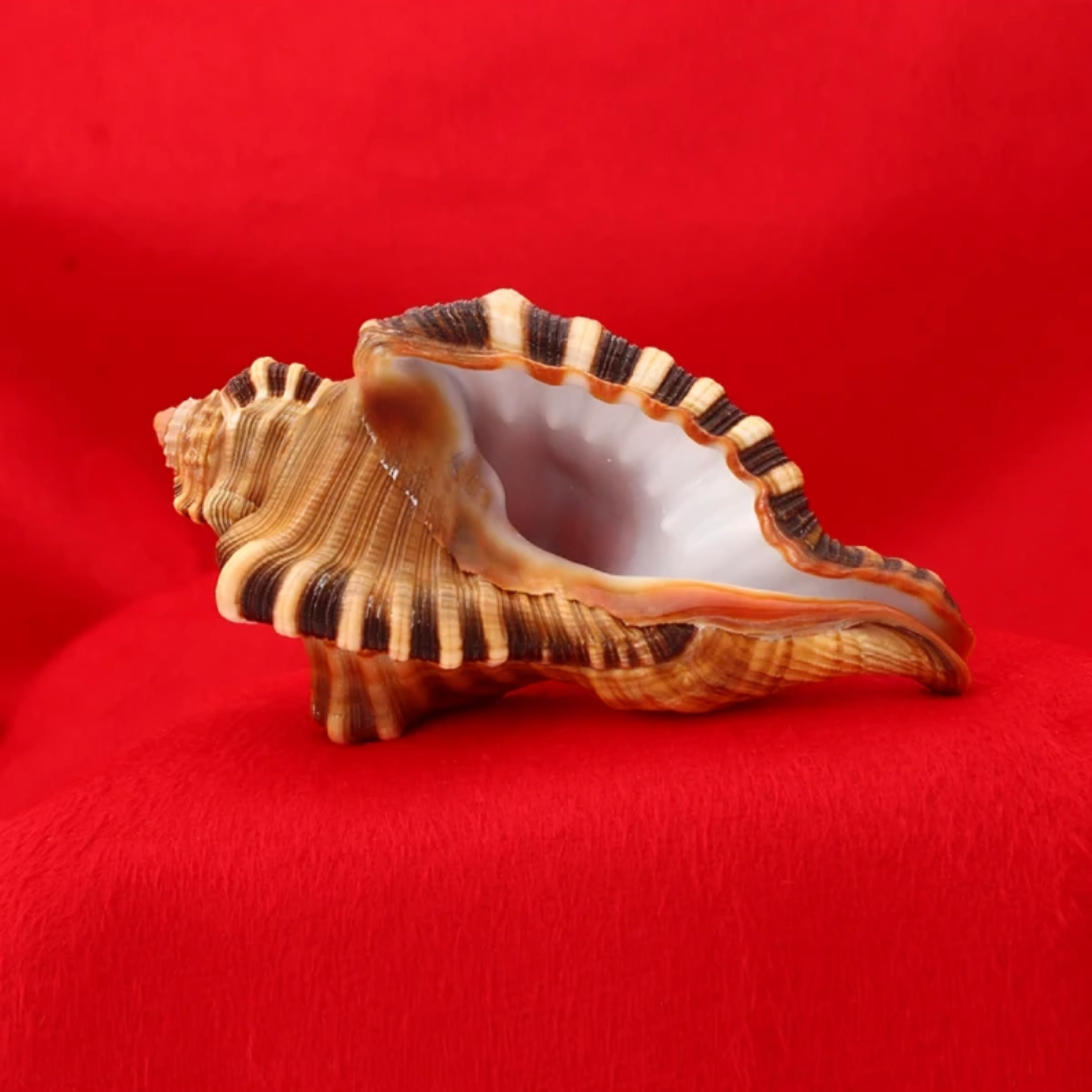 Ganesh Shankh