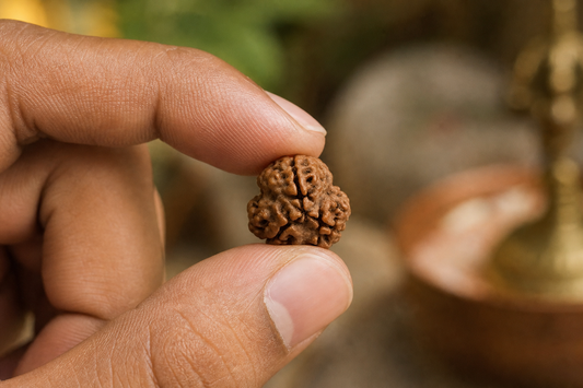 Nepali Origin 3 Mukhi Rudraksha