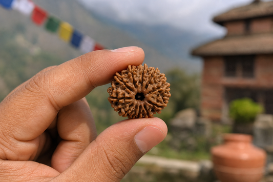 Nepal Origin 11 Mukhi Rudraksha