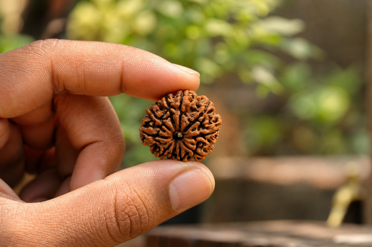 Nepal Origin 10 Mukhi Rudraksha