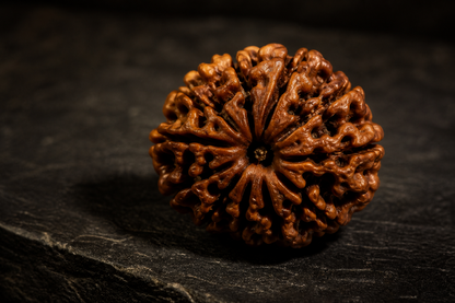 Nepal Origin 10 Mukhi Rudraksha
