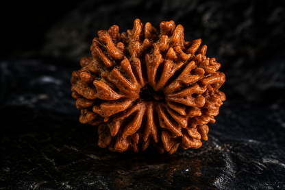 Nepal Origin 14 Mukhi Rudraksha