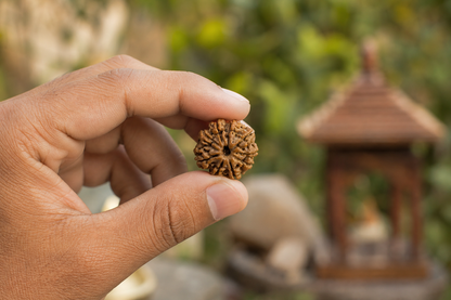 Nepal Origin 9 Mukhi Rudraksha
