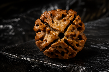 Nepal Origin 4 Mukhi Rudraksha