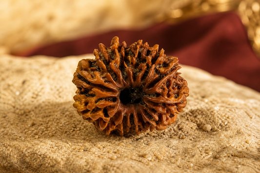 Nepal Origin 13 Mukhi Rudraksha