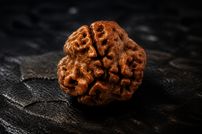 Nepali Origin 3 Mukhi Rudraksha
