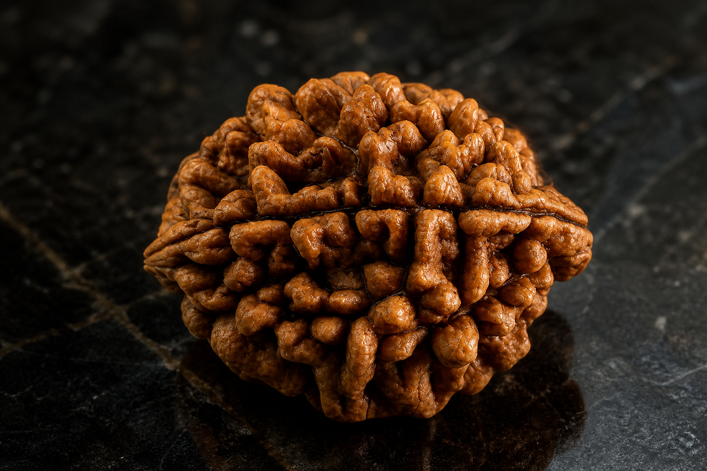 Himaliyan  Origin 2 Mukhi Rudraksha