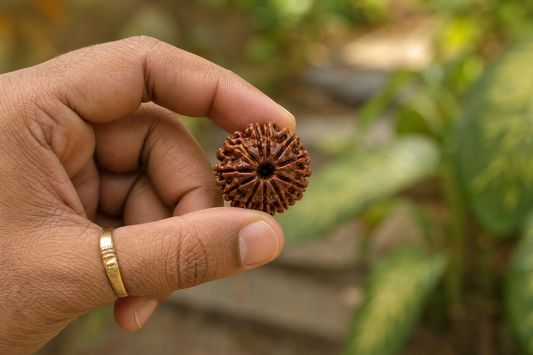 Nepal Origin 12 Mukhi Rudraksha