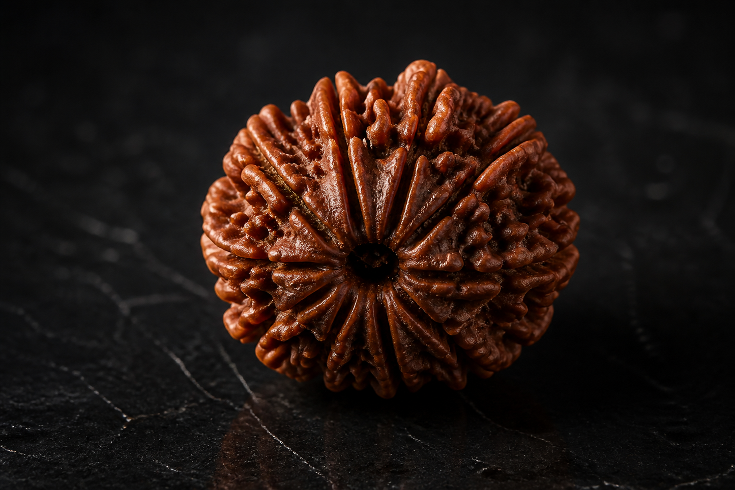 Nepal Origin 12 Mukhi Rudraksha