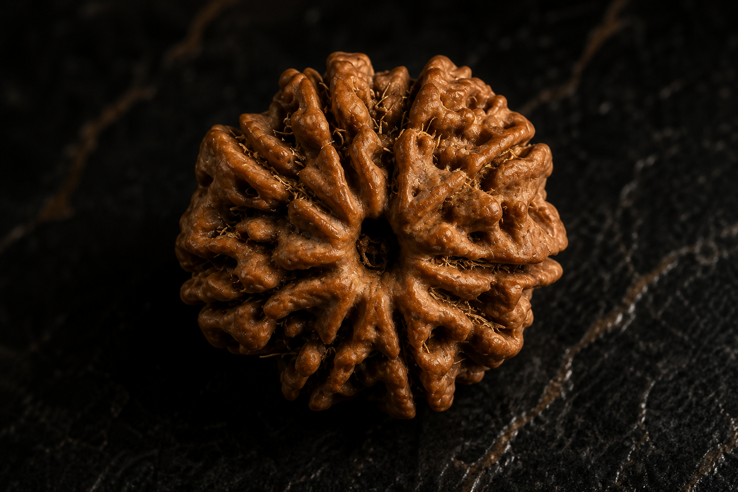 Nepal Origin 9 Mukhi Rudraksha