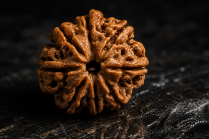 Nepal Origin 8 Mukhi Ruduraksha