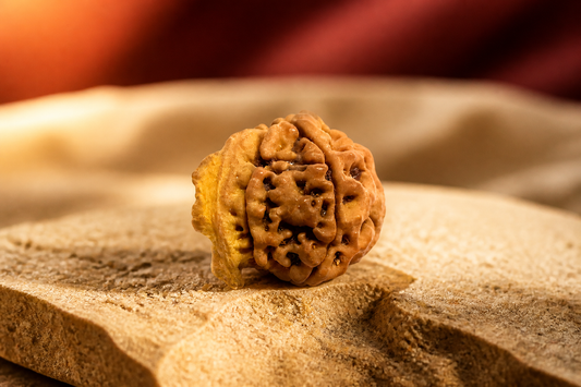 Ganesh Mukhi Rudraksha