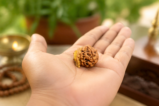 Ganesh Mukhi Rudraksha