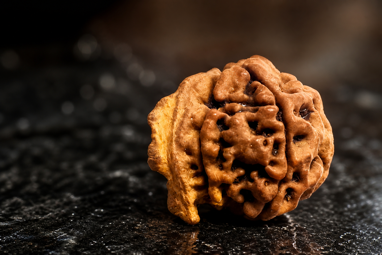 Ganesh Mukhi Rudraksha