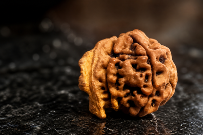 Ganesh Mukhi Rudraksha