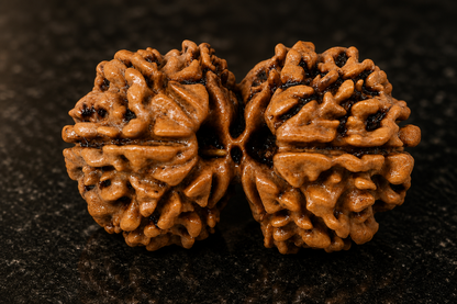 Gauri Shankar Rudraksha