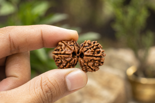 Gauri Shankar Rudraksha