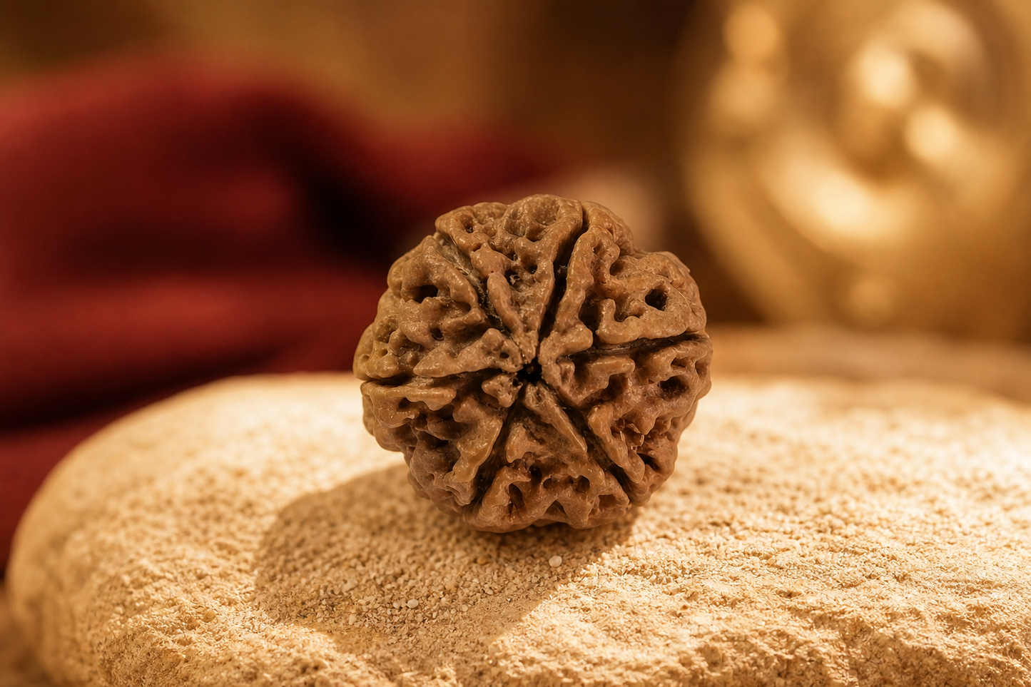 Nepal Origin 6 Mukhi Rudraksha