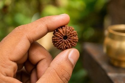 Nepal Origin 14 Mukhi Rudraksha