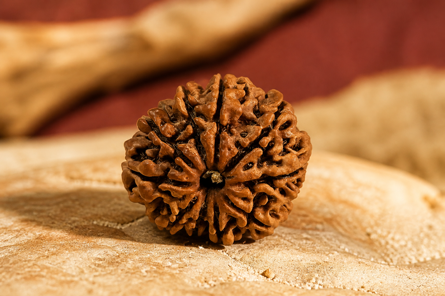 Nepal Origin 10 Mukhi Rudraksha
