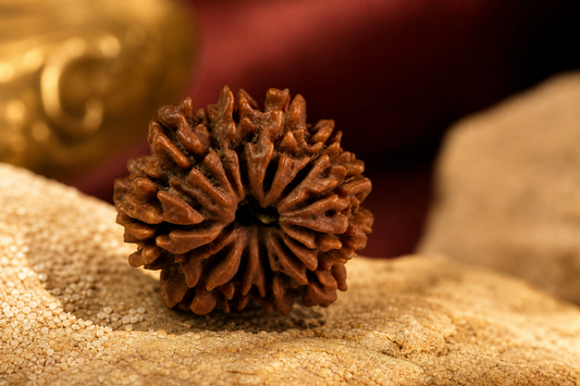 Nepal Origin 14 Mukhi Rudraksha