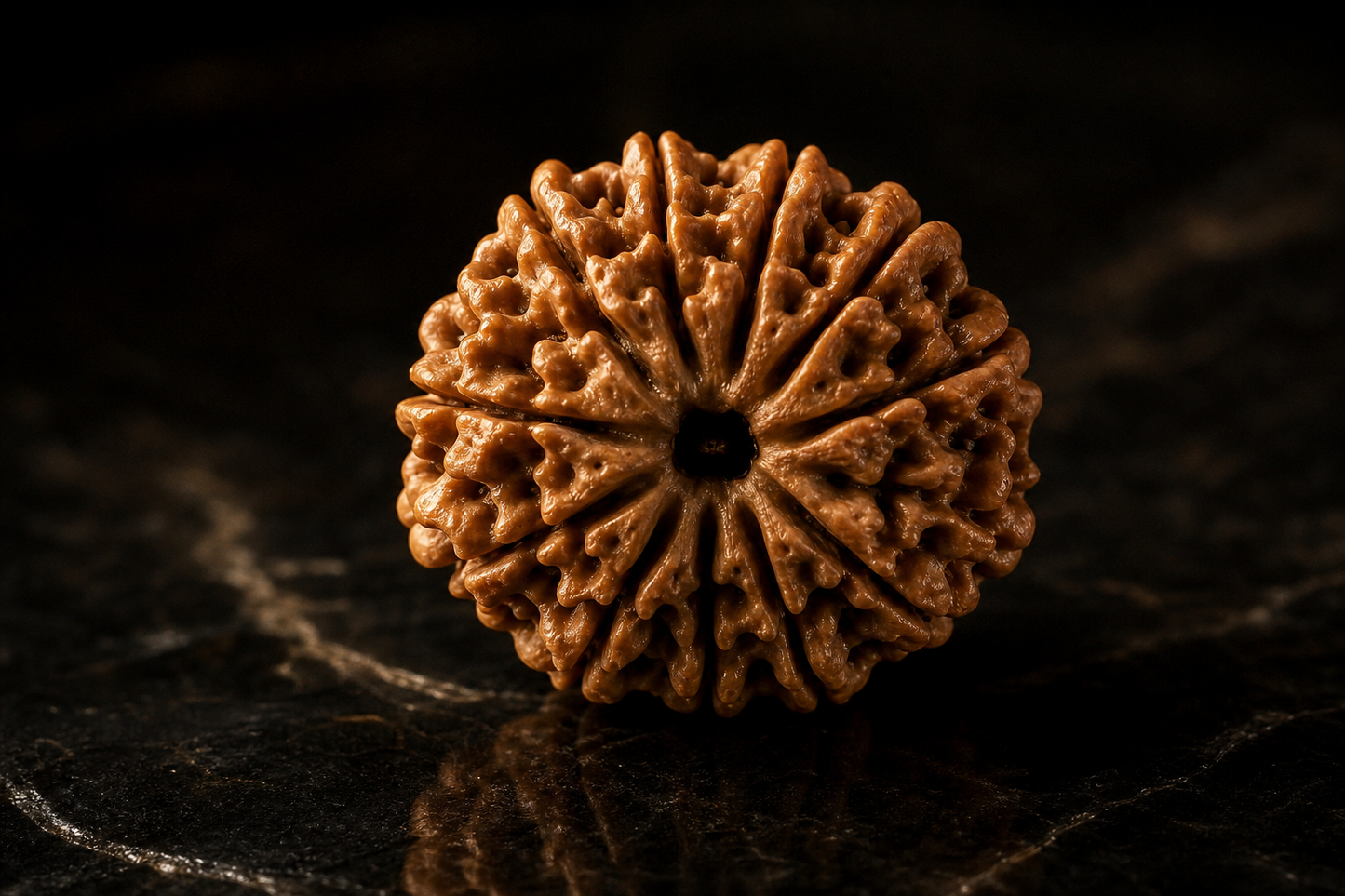 Nepal Origin 11 Mukhi Rudraksha