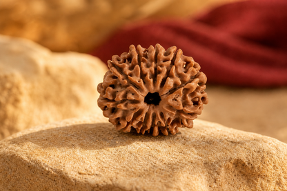 Nepal Origin 11 Mukhi Rudraksha