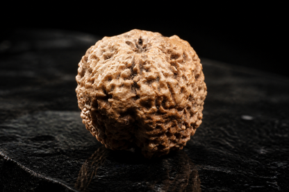 Nepal Origin  Nirakar Rudraksha