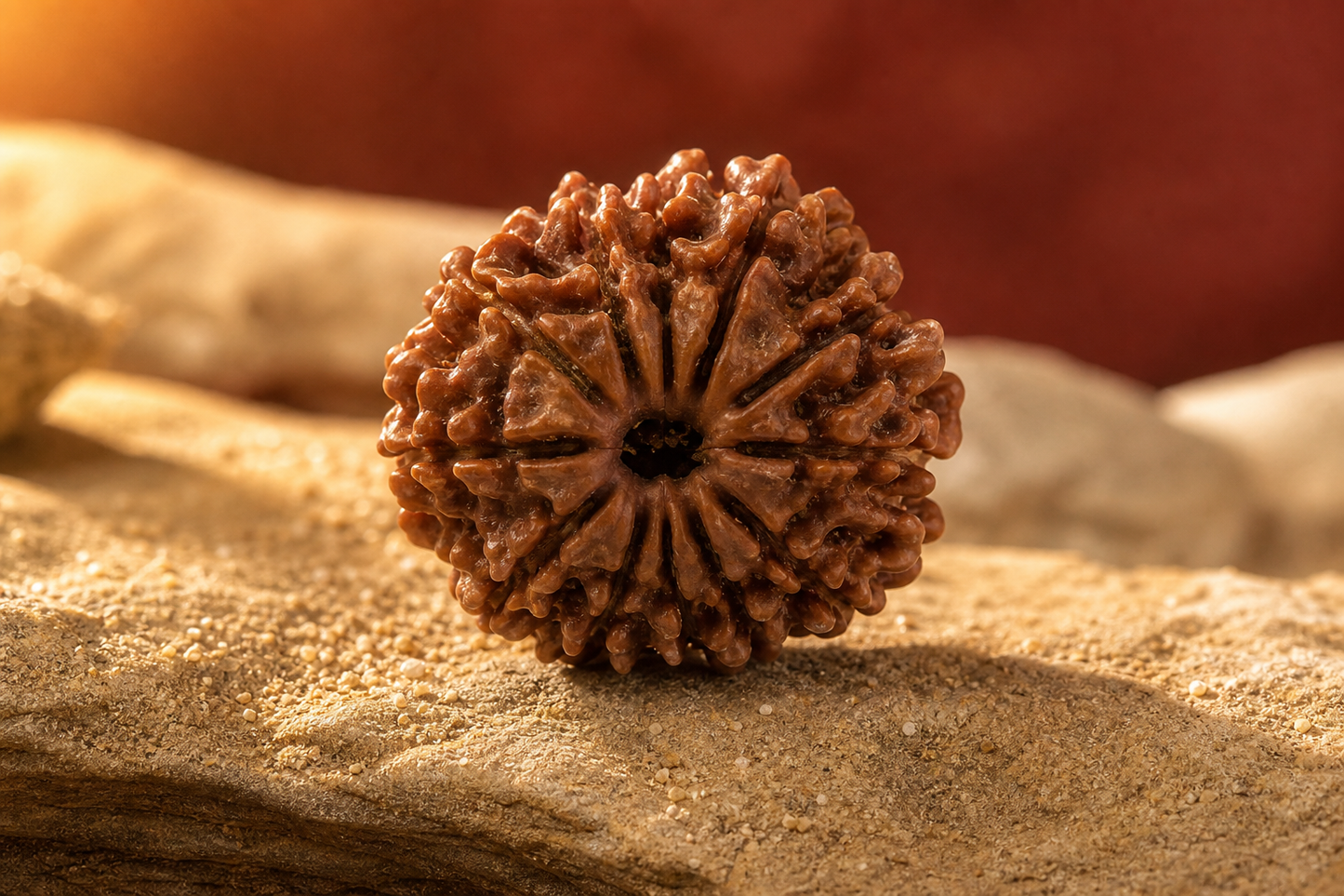 Nepal Origin 12 Mukhi Rudraksha