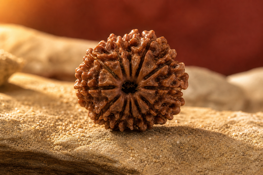 Nepal Origin 12 Mukhi Rudraksha