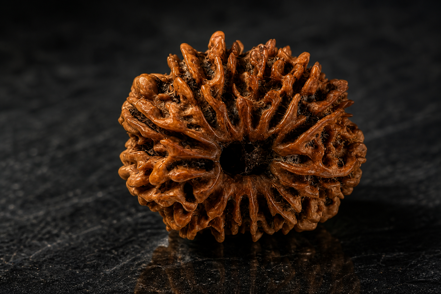 Nepal Origin 13 Mukhi Rudraksha