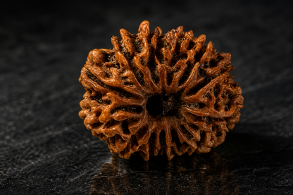 Nepal Origin 13 Mukhi Rudraksha