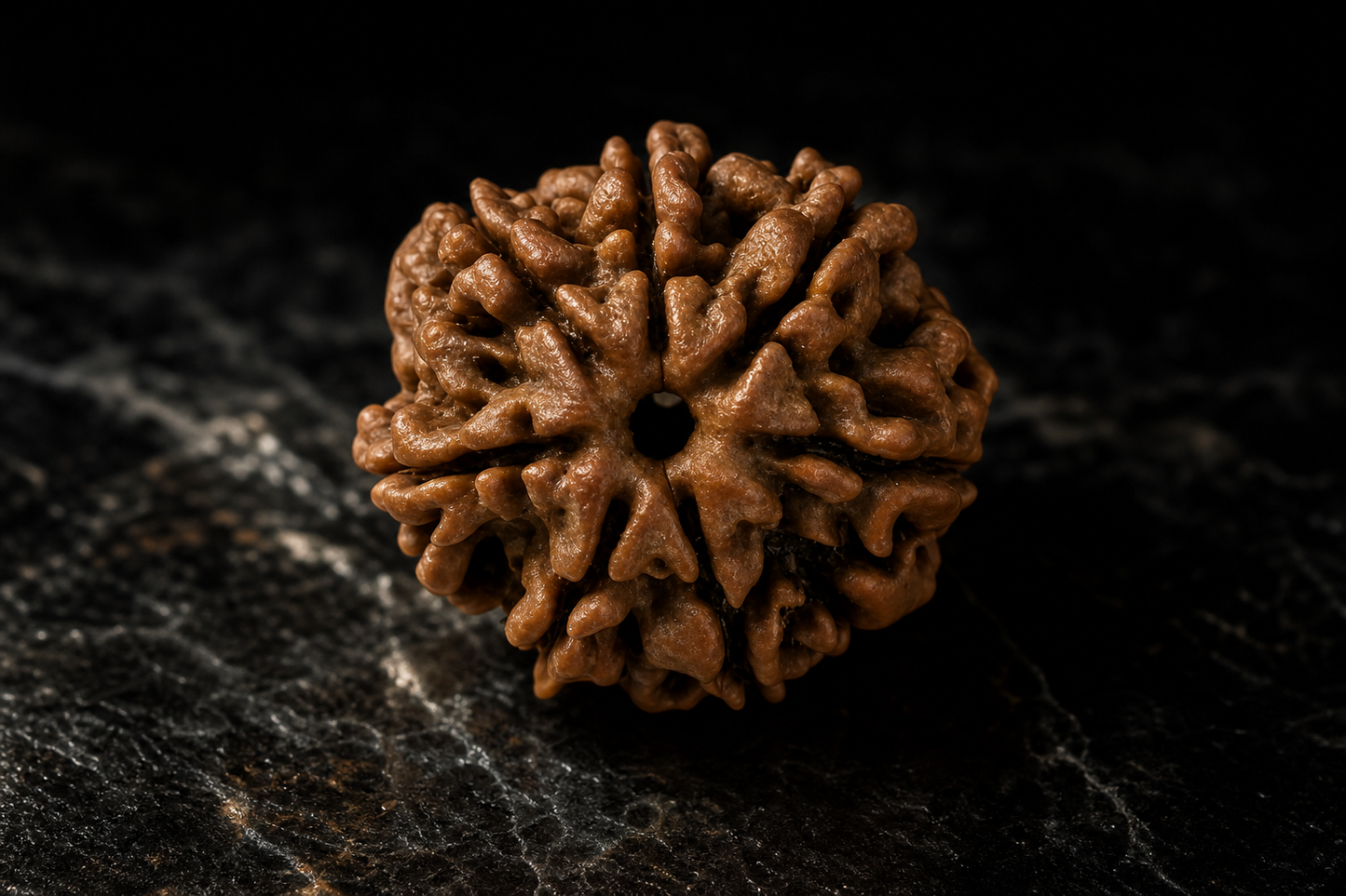 Nepal Origin 7 Mukhi Rudraksha