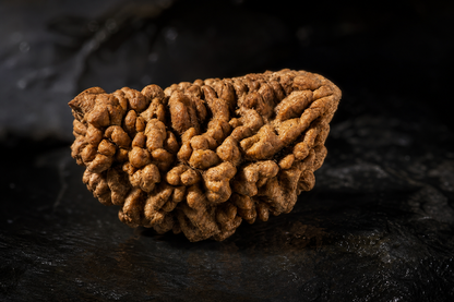 Nepal Origin 1 Mukhi Rudraksha