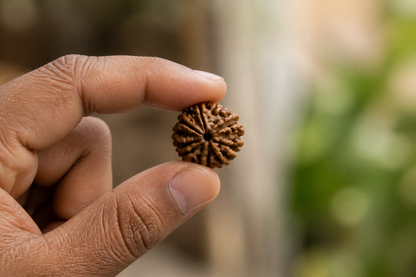 Nepal Origin 4 Mukhi Rudraksha