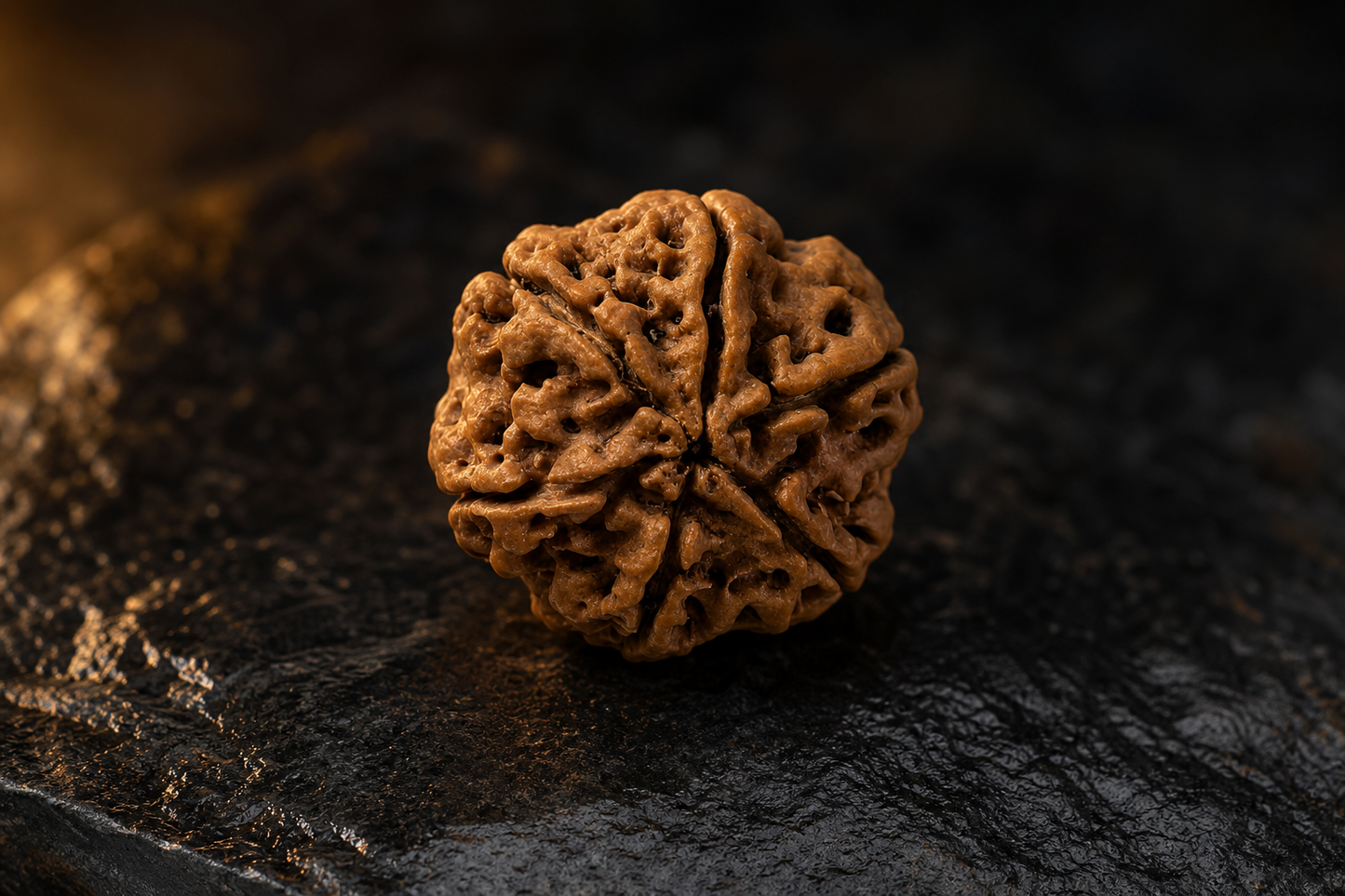 Nepal Origin 6 Mukhi Rudraksha
