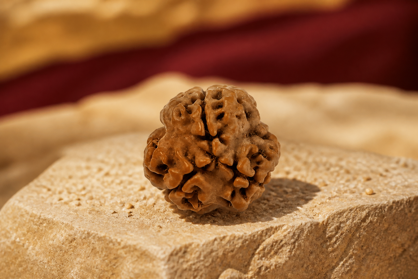 Nepali Origin 3 Mukhi Rudraksha