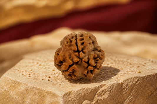 Nepali Origin 3 Mukhi Rudraksha
