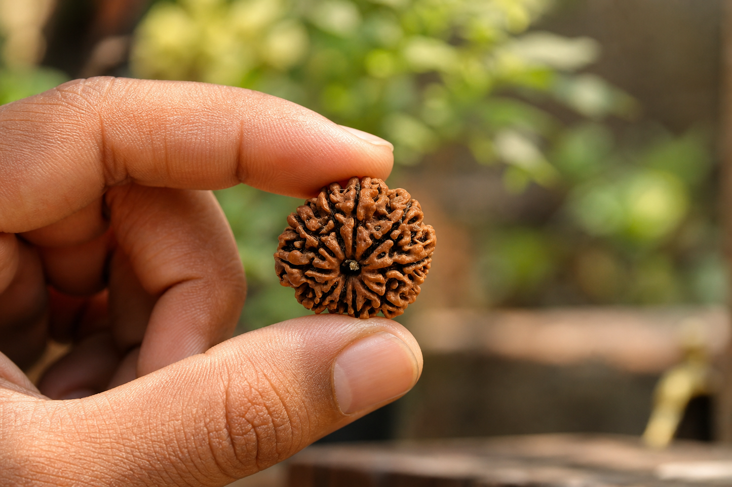Nepal Origin 10 Mukhi Rudraksha