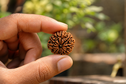 Nepal Origin 10 Mukhi Rudraksha